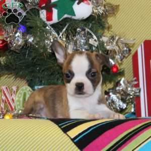 Glory, Boston Terrier Puppy